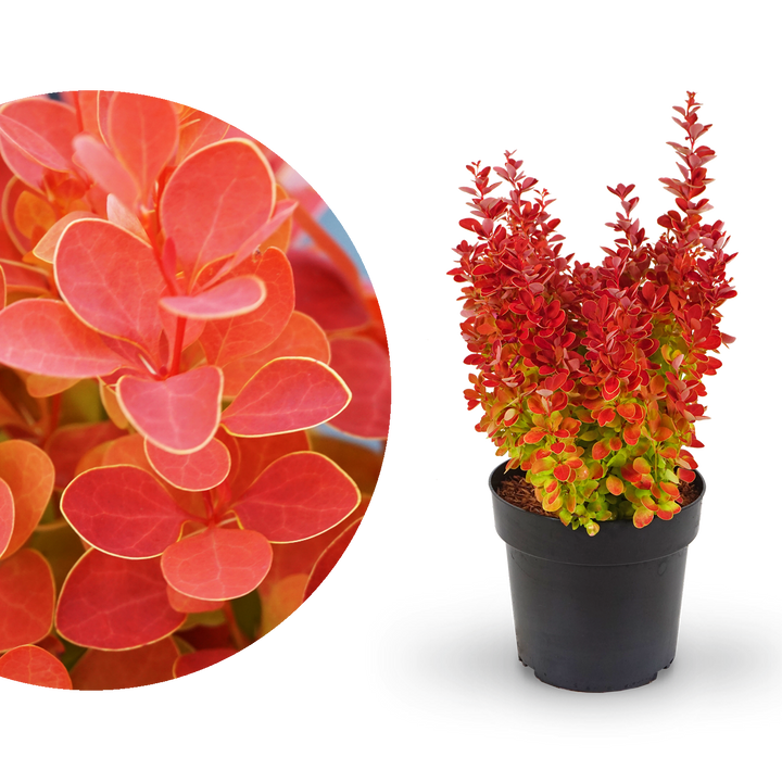 Berberitze 'Orange Ice'