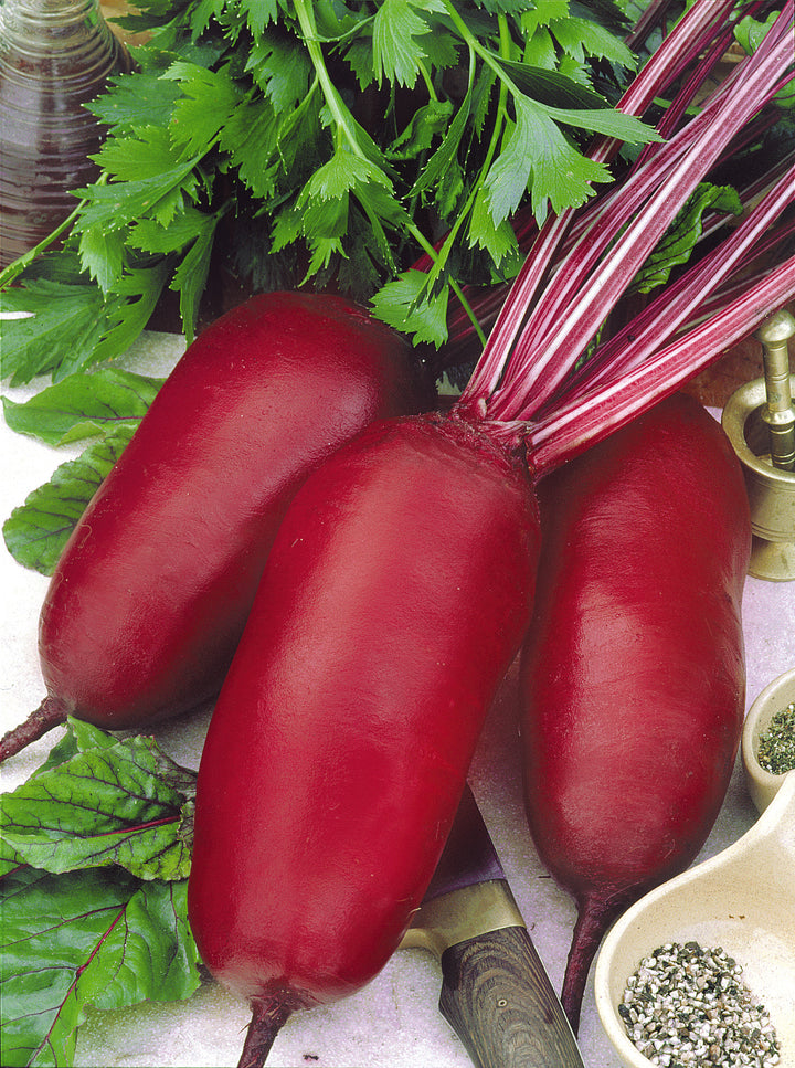 Beta vulgaris var. conditiva