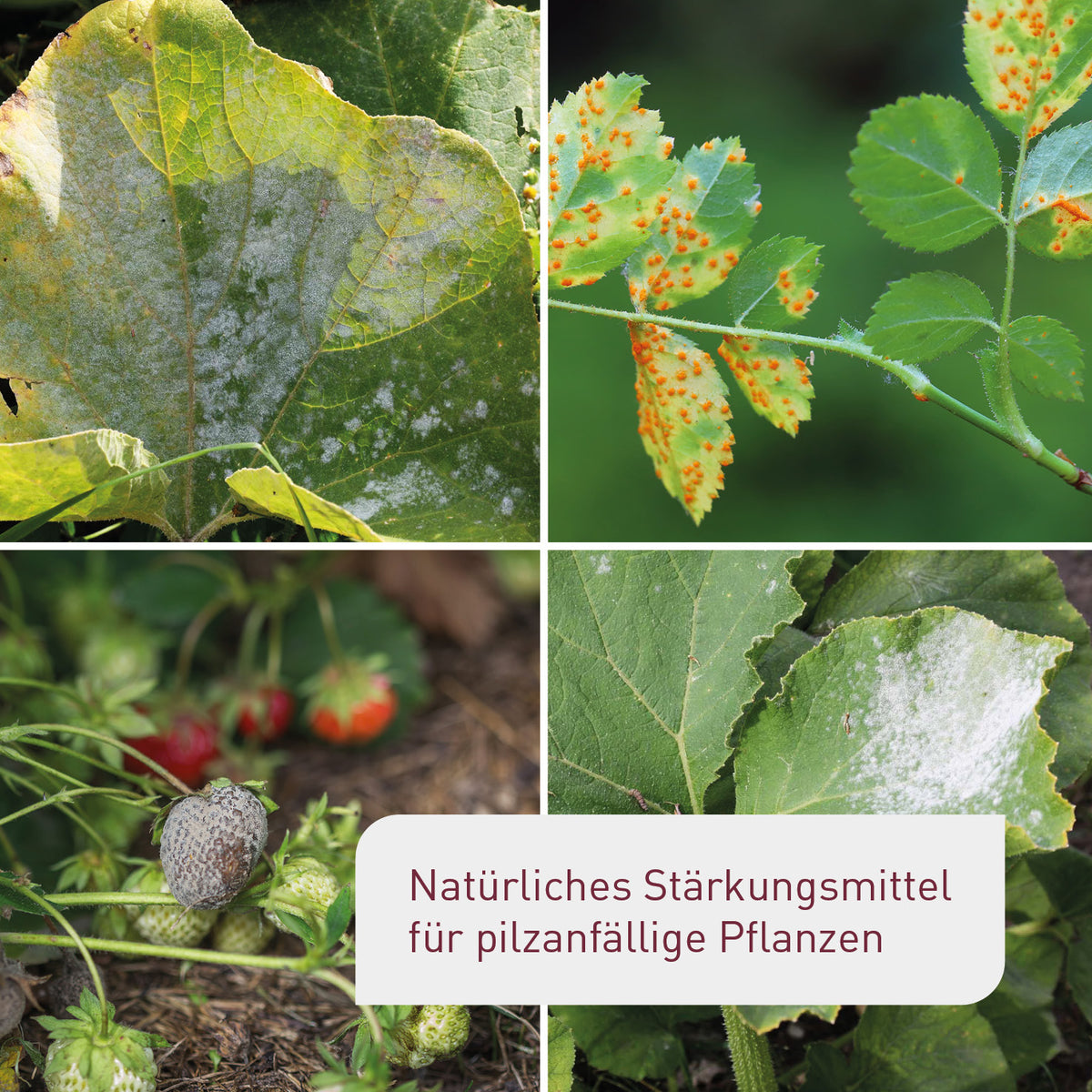 Bio-Ackerschachtelhalm für pilzanfällige Pflanzen wie Rosen