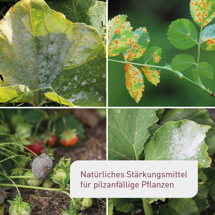 Bio-Ackerschachtelhalm für pilzanfällige Pflanzen wie Rosen