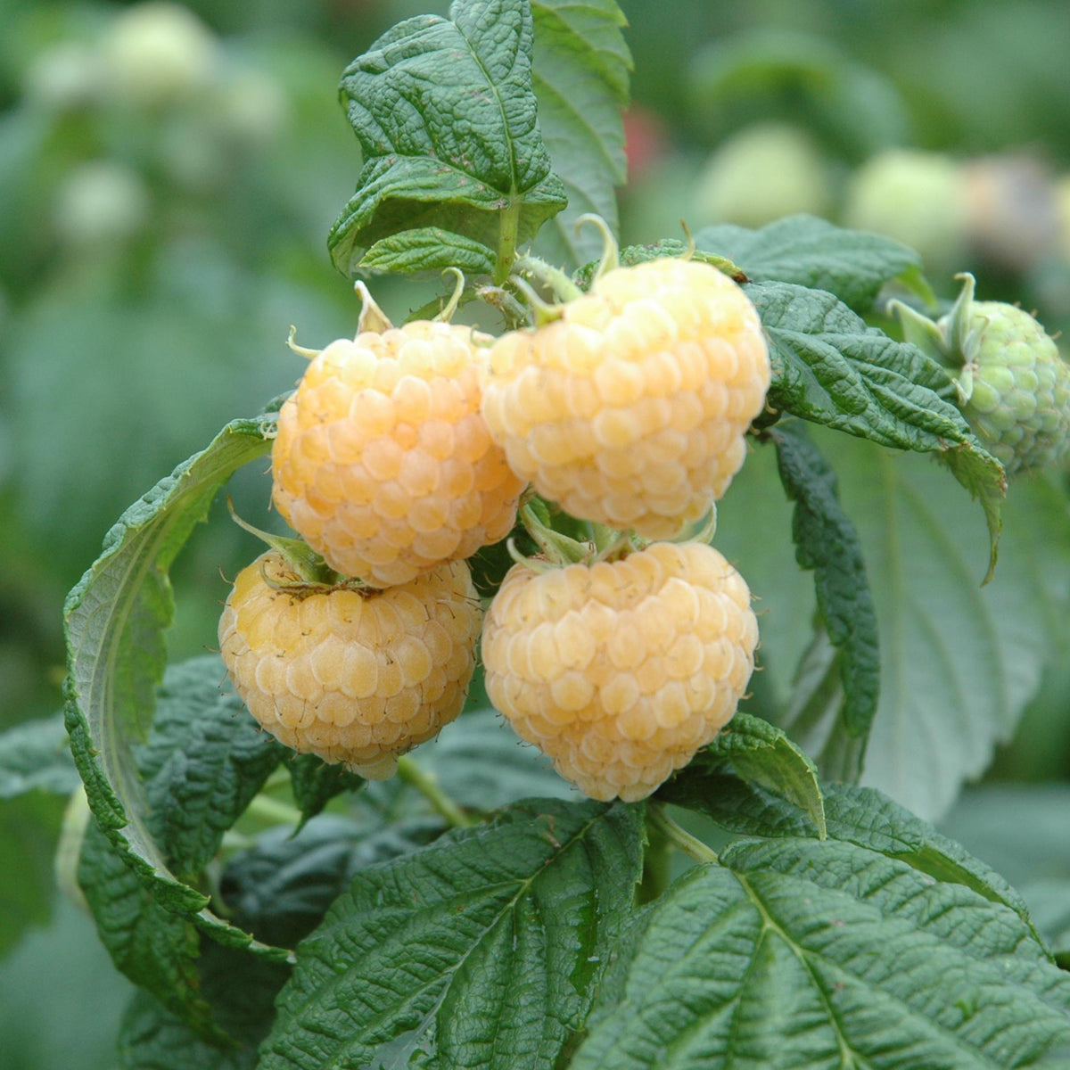 Bio-Himbeere 'Golden Everest'