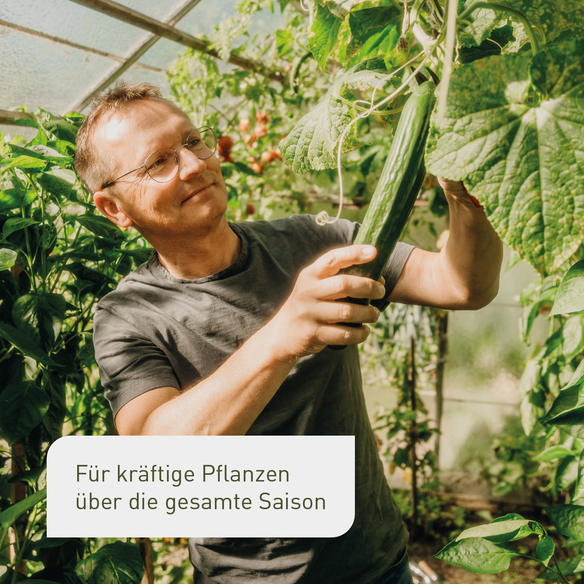 Wirkung des Bio-Brennnessel Extrakts