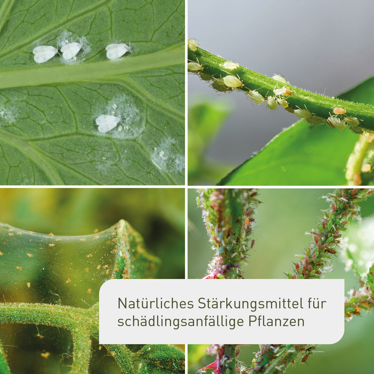 Bio-Brennnessel Sud für Blattläuse an Rosen