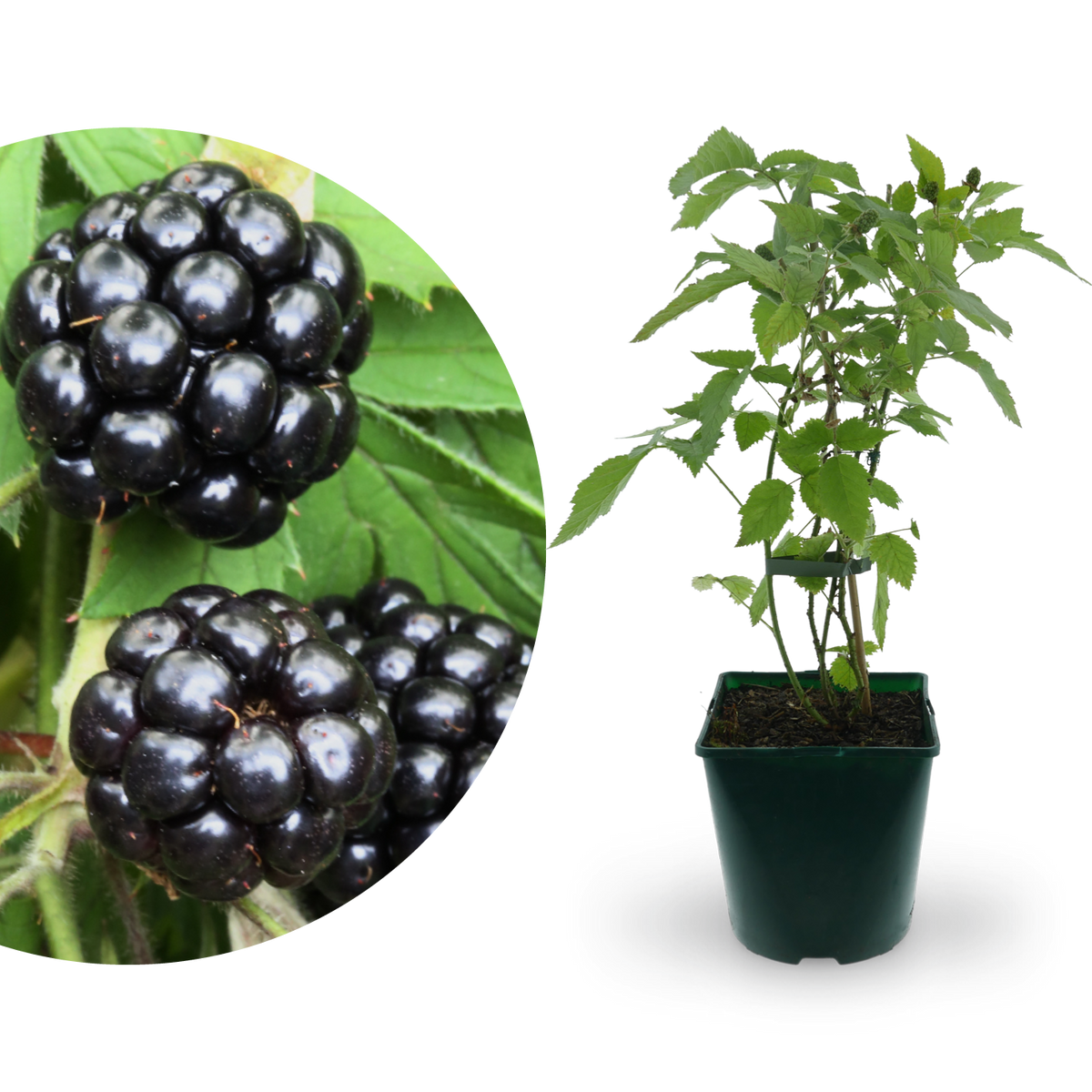 Bio-Brombeere 'Oregon Thornless'