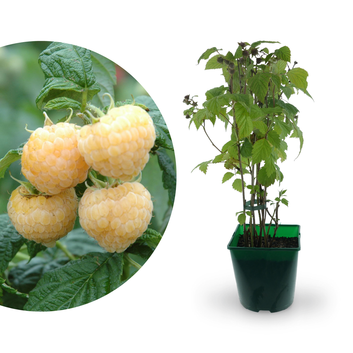 Bio-Himbeere 'Golden Everest'
