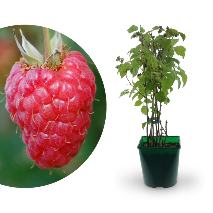 Bio-Himbeere 'Willamette'