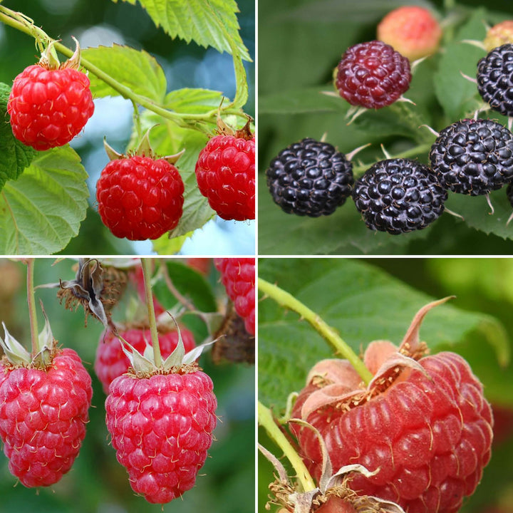 Rette mich: Bio-Himbeeren (Set)