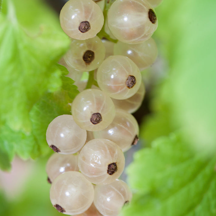 Reife Bio-Johannisbeeren 'Weiße Versailler' Hochstamm