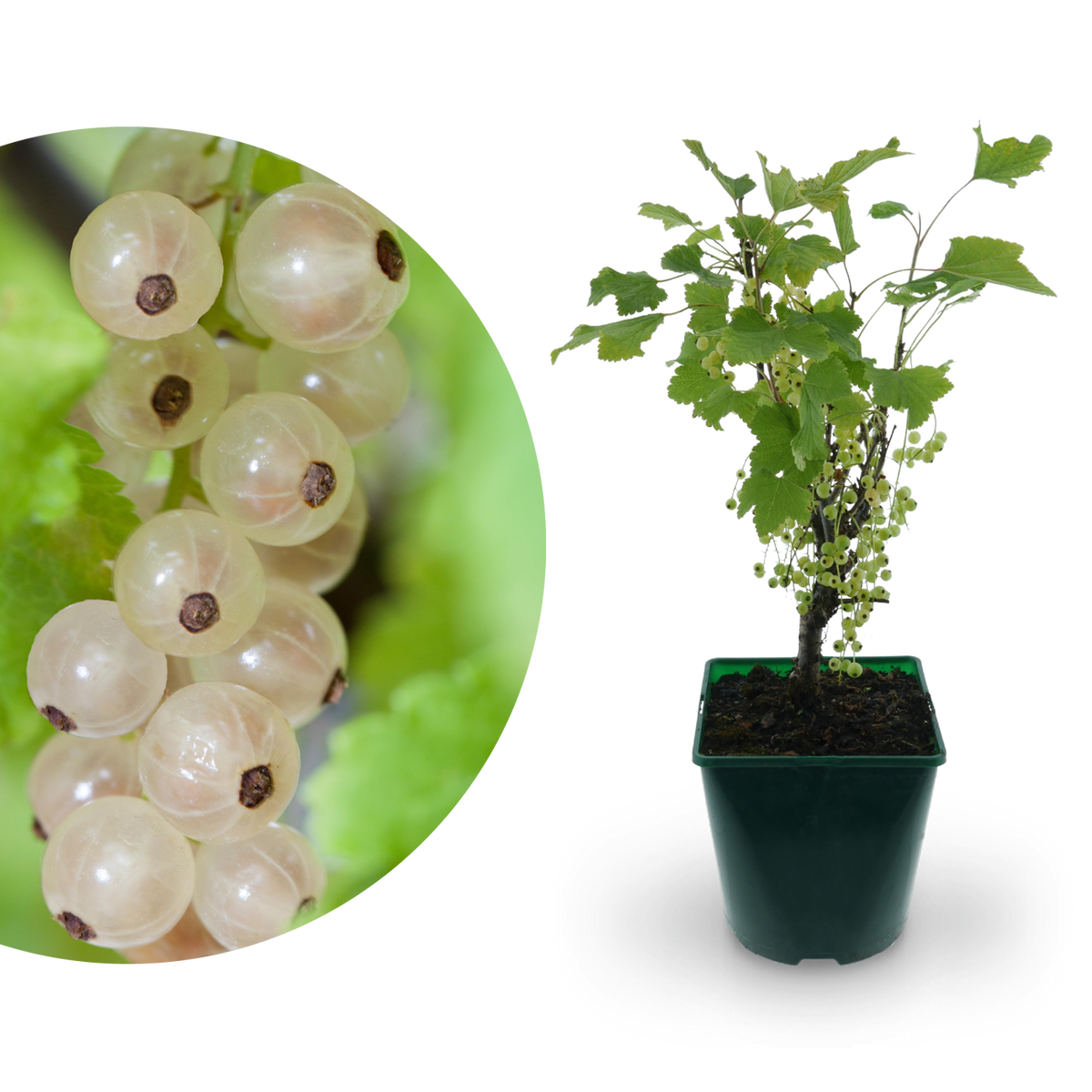 Bio-Johannisbeere 'Weiße Versailler'