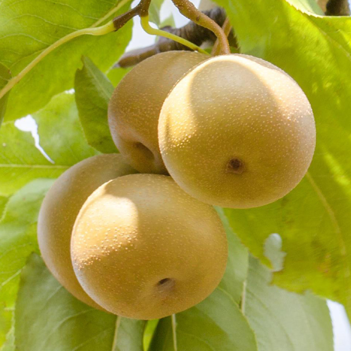 Bio-Nashi-Birnbaum 'Kosui'