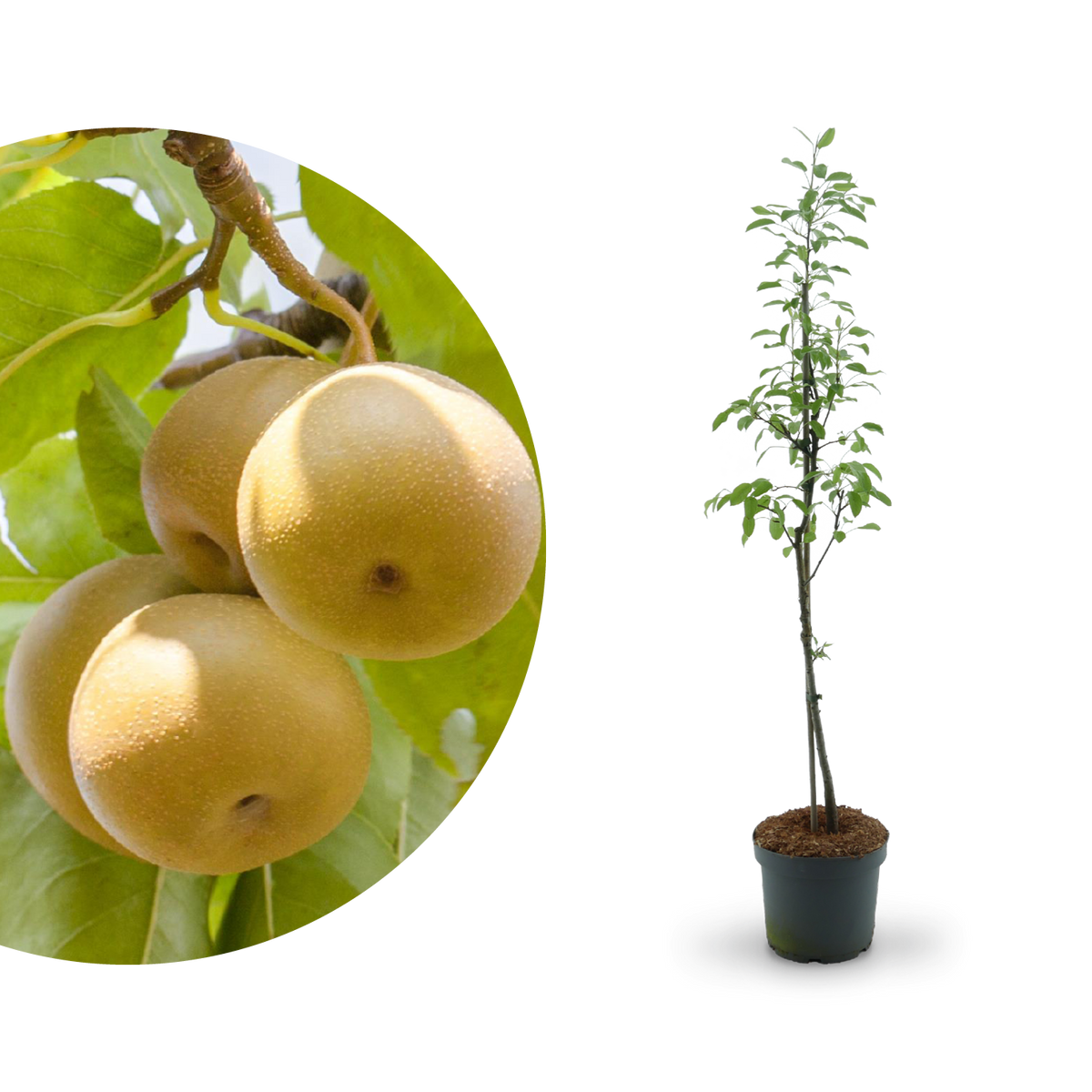Bio-Pflaumenbaum 'Oullins Reneklode'
