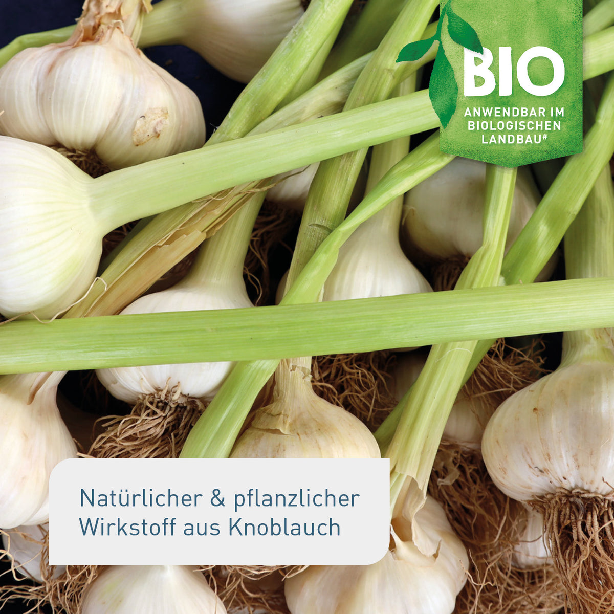 Bio-Pflanzenstärkungsmittel aus Knoblauch