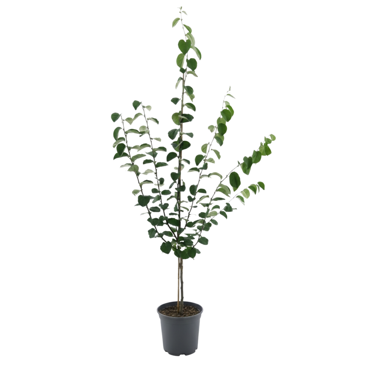 Bio-Quittebaum 'Konstantinopler Apfelquitte'
