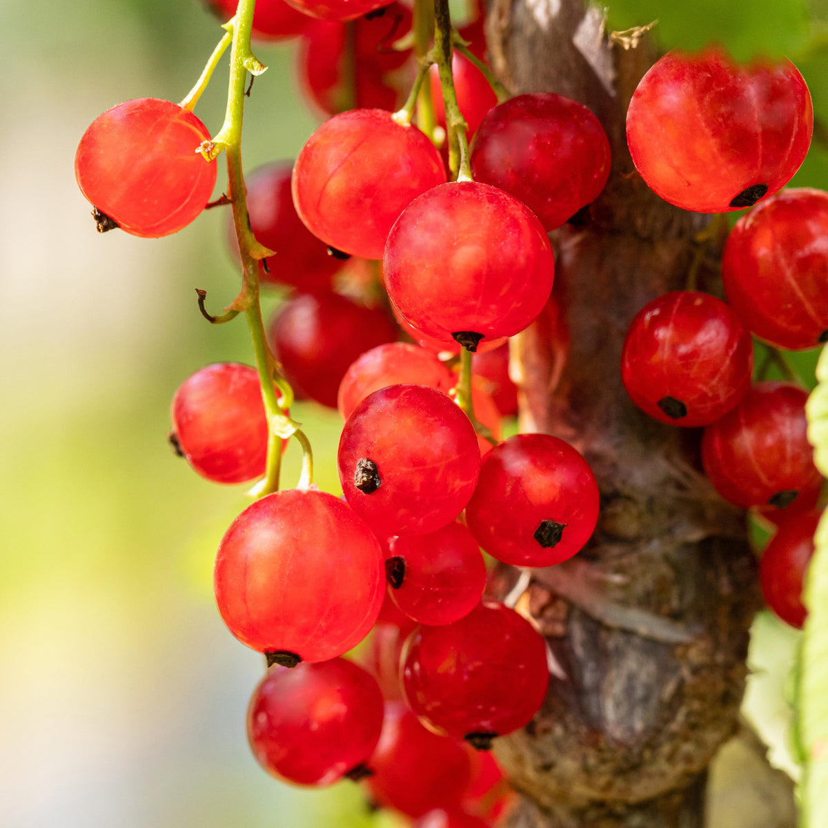 Reife Bio-Johannisbeeren 'Jonkheer van Tets'