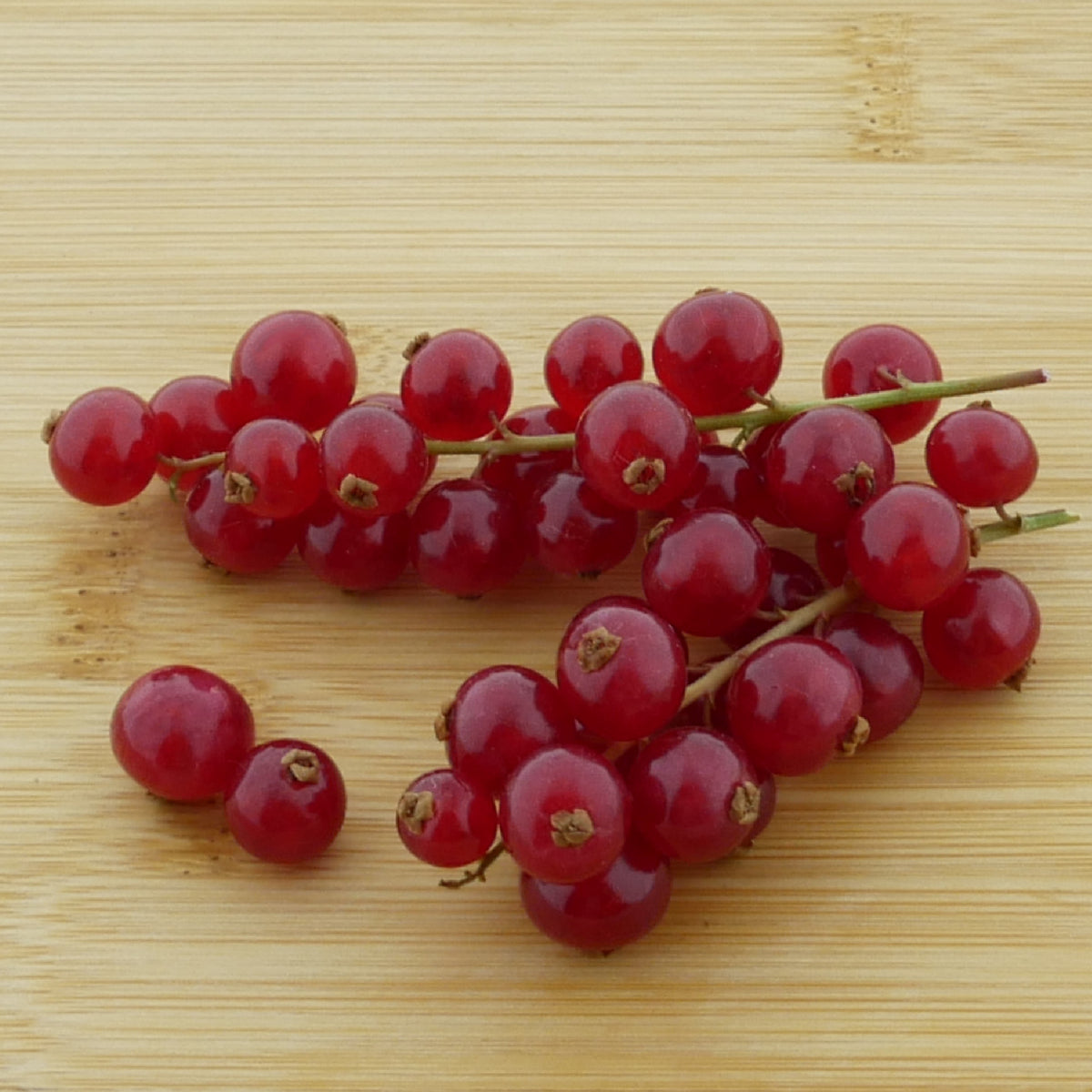 Früchte der Bio-Johannisbeere 'Jonkheer van Tets'