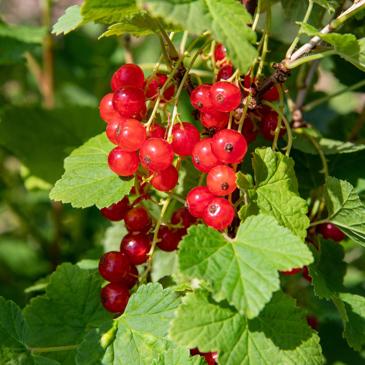 Bio-Johannisbeere 'Jonkheer van Tets' im Garten