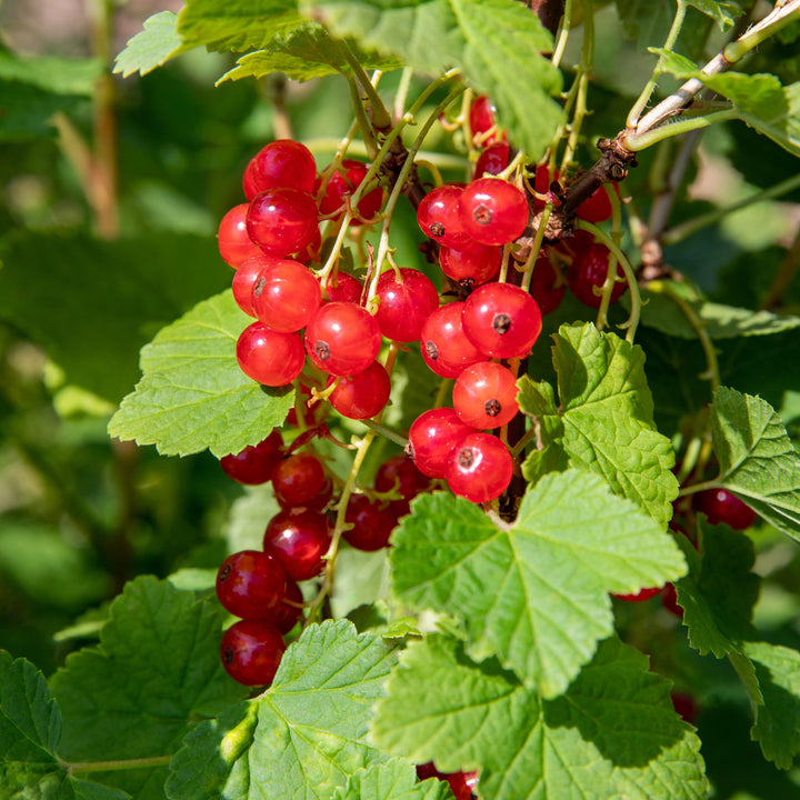 Bio-Johannisbeere 'Jonkheer van Tets' Hochstamm im Garten