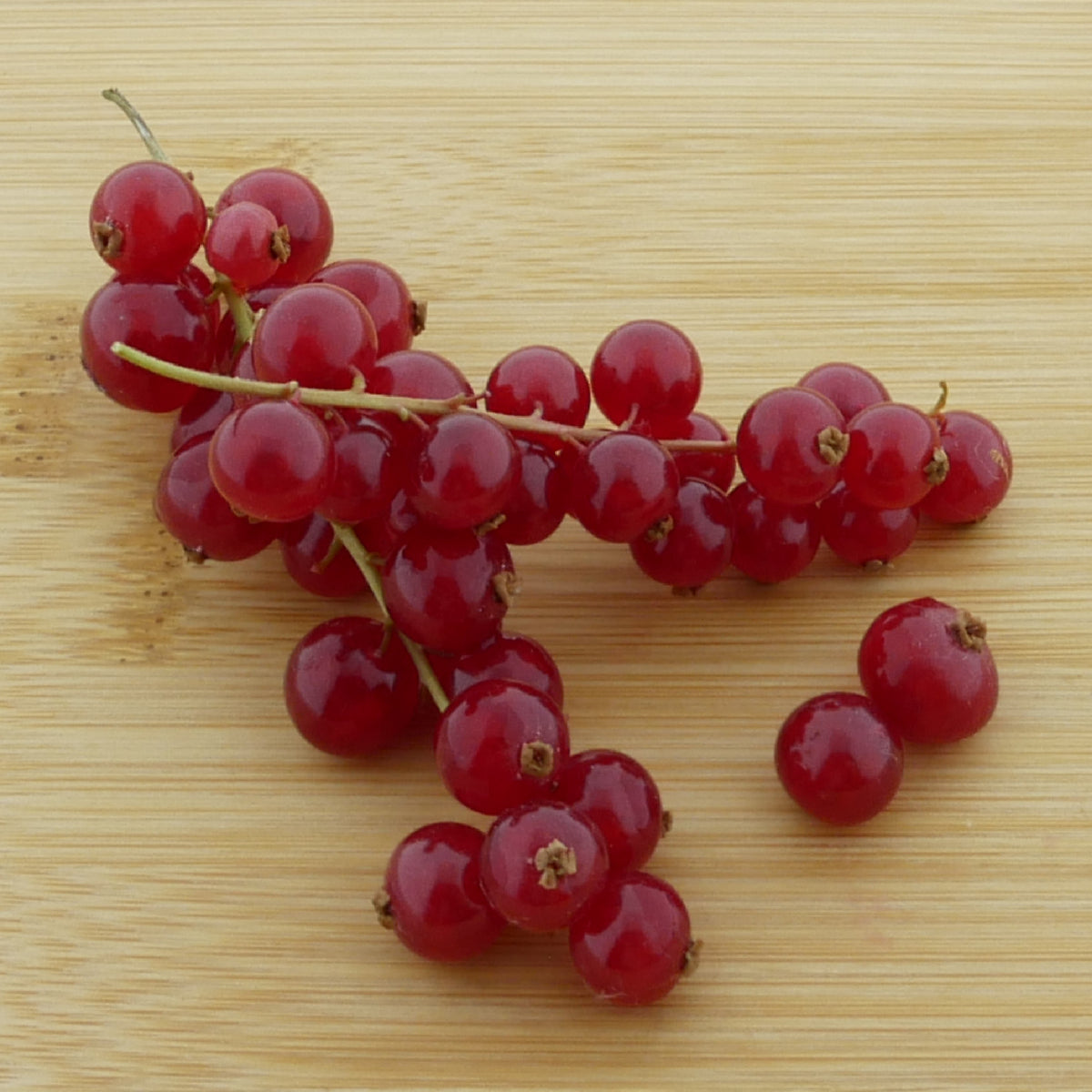Früchte der Bio-Johannisbeere 'Rovada'