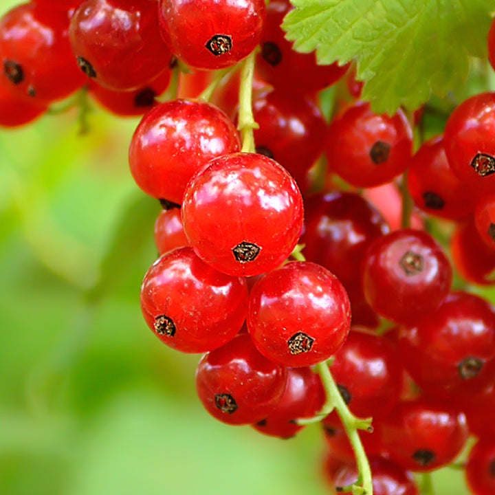 Reife Bio-Johannisbeeren 'Rovada' Hochstamm