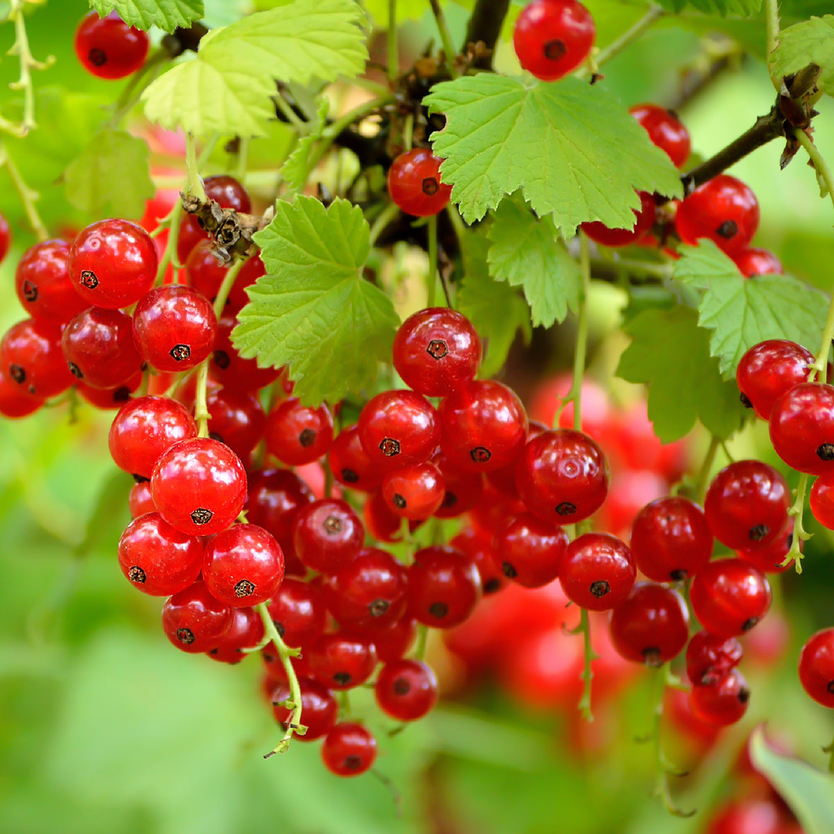 Bio-Johannisbeere 'Rovada' Hochstamm im Garten