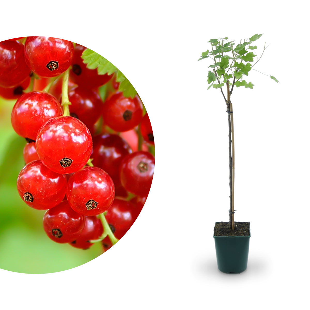Bio-Johannisbeere 'Rovada' als Hochstamm