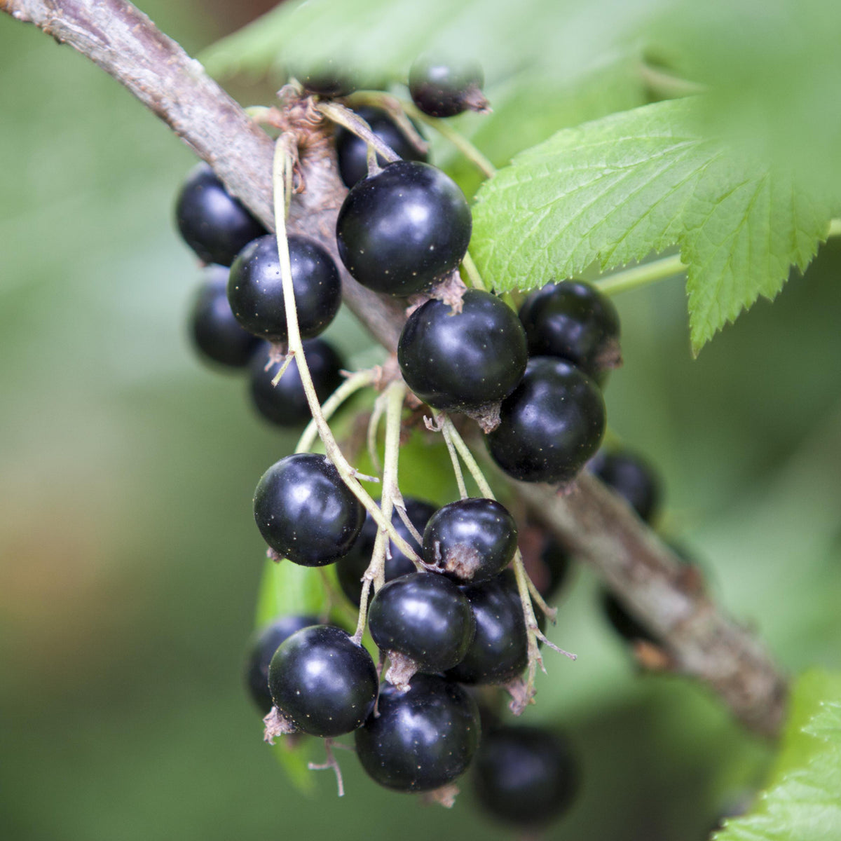 Reife Bio-Schwarze Johannisbeeren 'Ben Sarek'