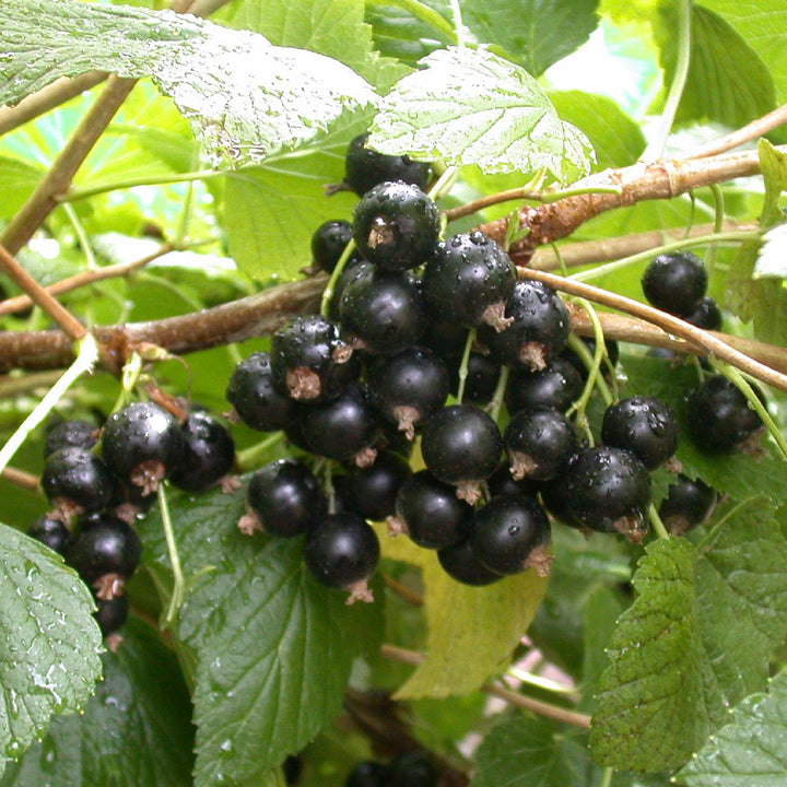 Reife Bio-Schwarze Johannisbeeren 'Titania'