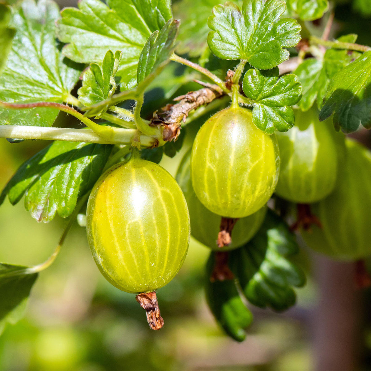 Reife Bio-Stachelbeere 'Hinnonmäki gelb'