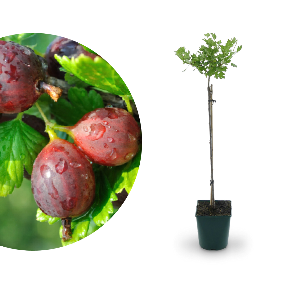Bio-Stachelbeere 'Hinnonmäki rot' als Hochstamm