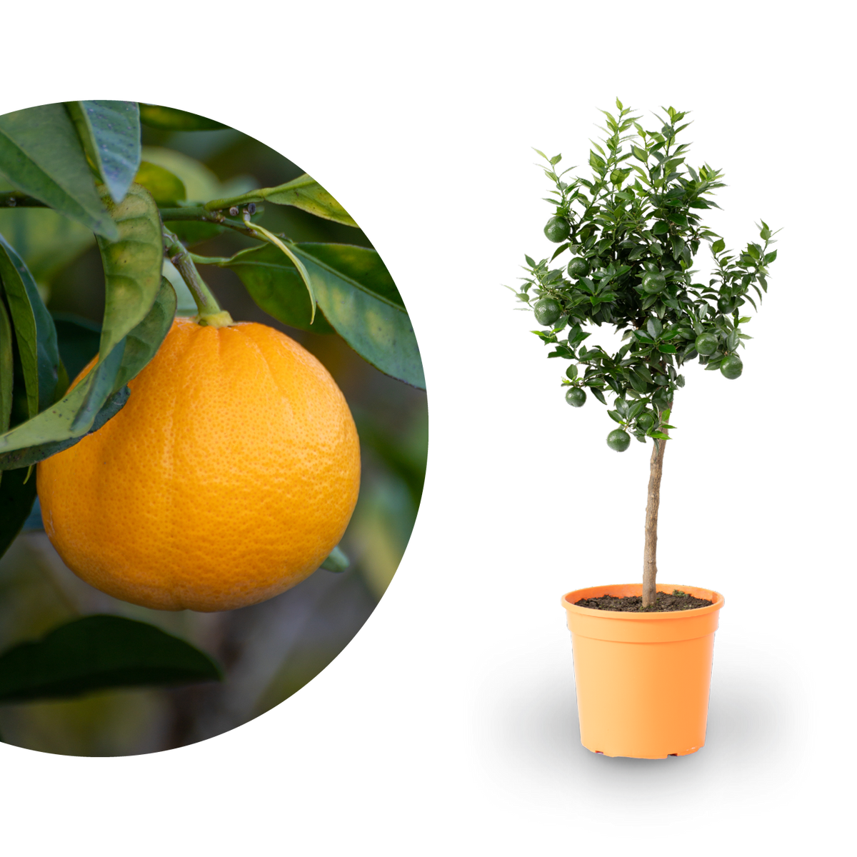 Bitterorange Chinotto ORANGE TIME®