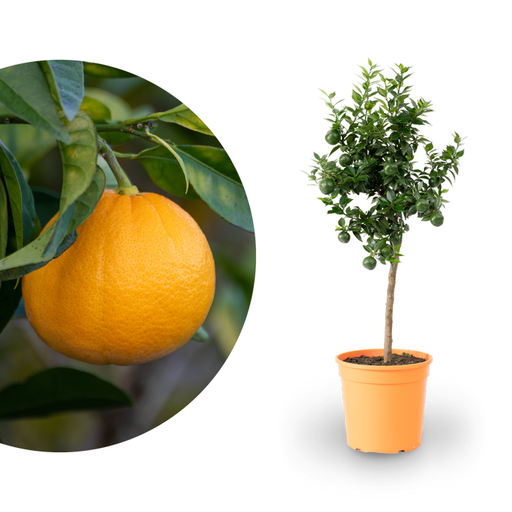 Bitterorange Chinotto ORANGE TIME®
