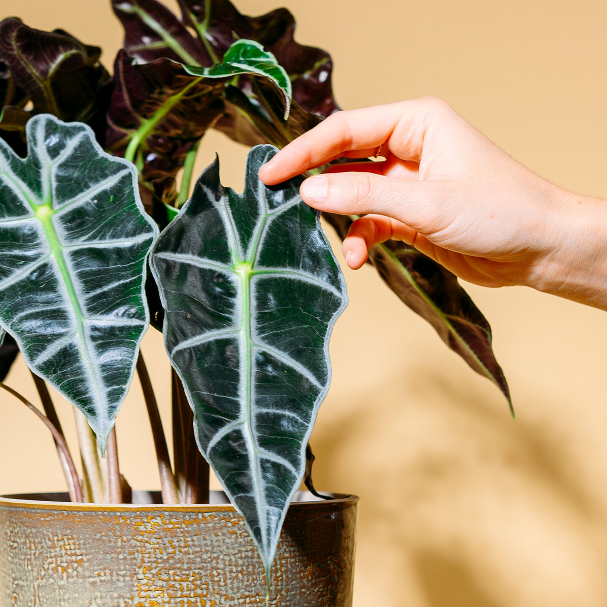 Blätter der Alocasia amazonica 'Polly'