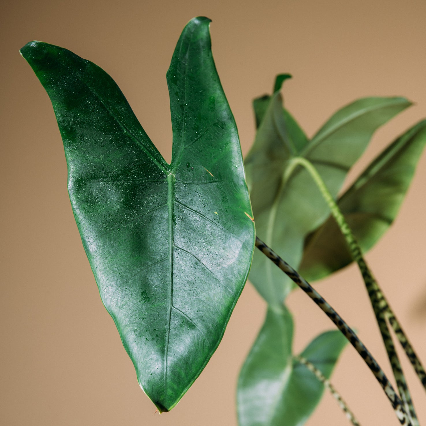Blätter der Alocasia zebrina