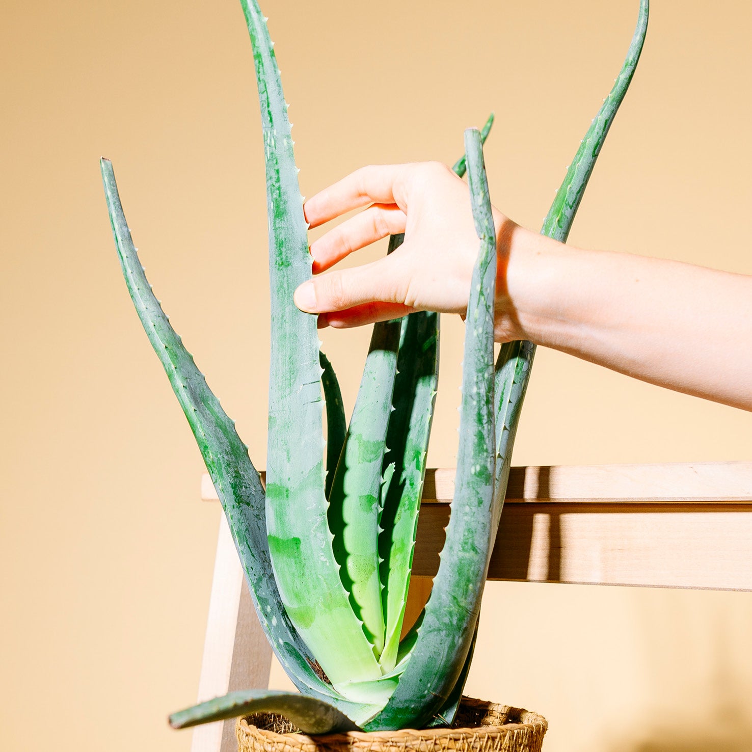 Blätter der Aloe vera