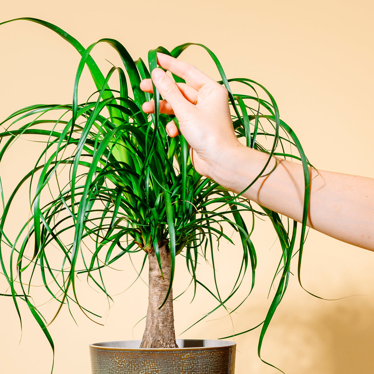 Blätter der Beaucarnea recurvata