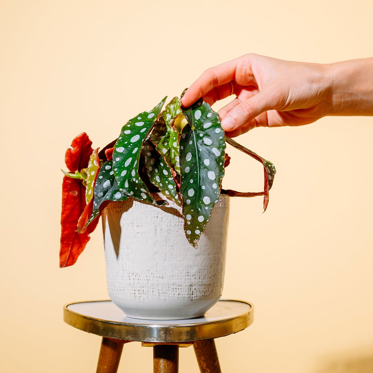 Blätter der Begonia maculata