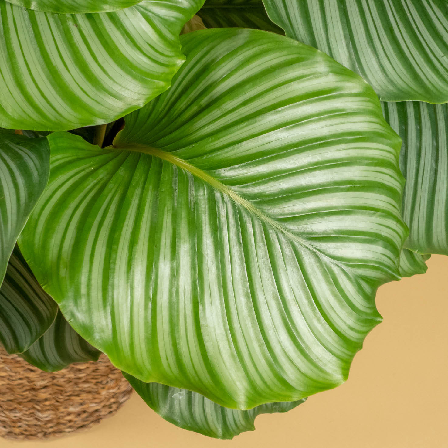 Blätter der Calathea orbifolia