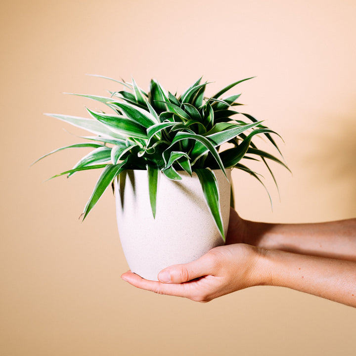 Blätter von Chlorophytum comosum