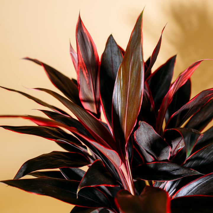 Blätter der Cordyline 'Tango'