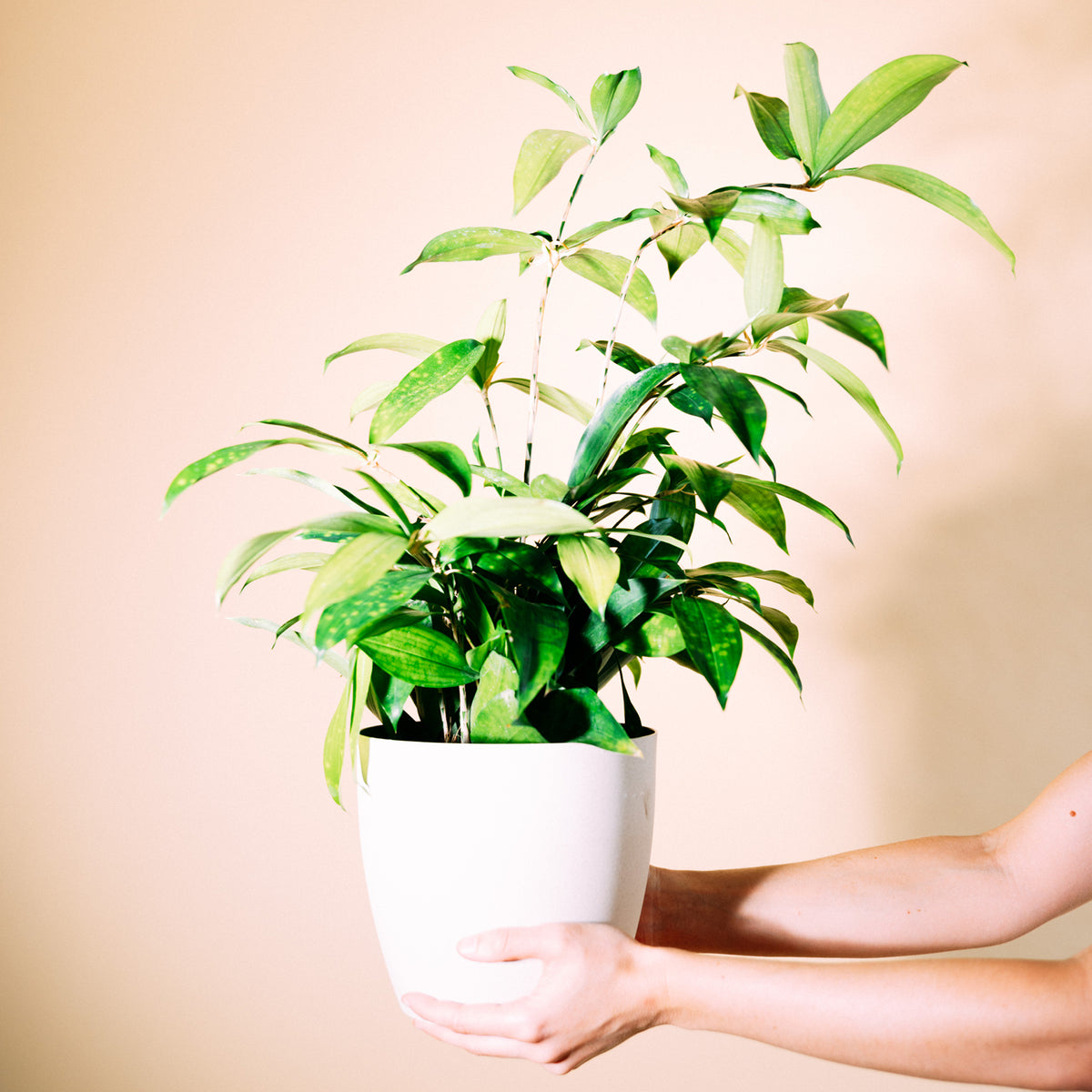 Blätter von Dracaena surculosa ‘Gold Dust’