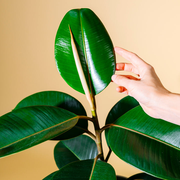 Blätter der Ficus elastica 'Robusta' XXL