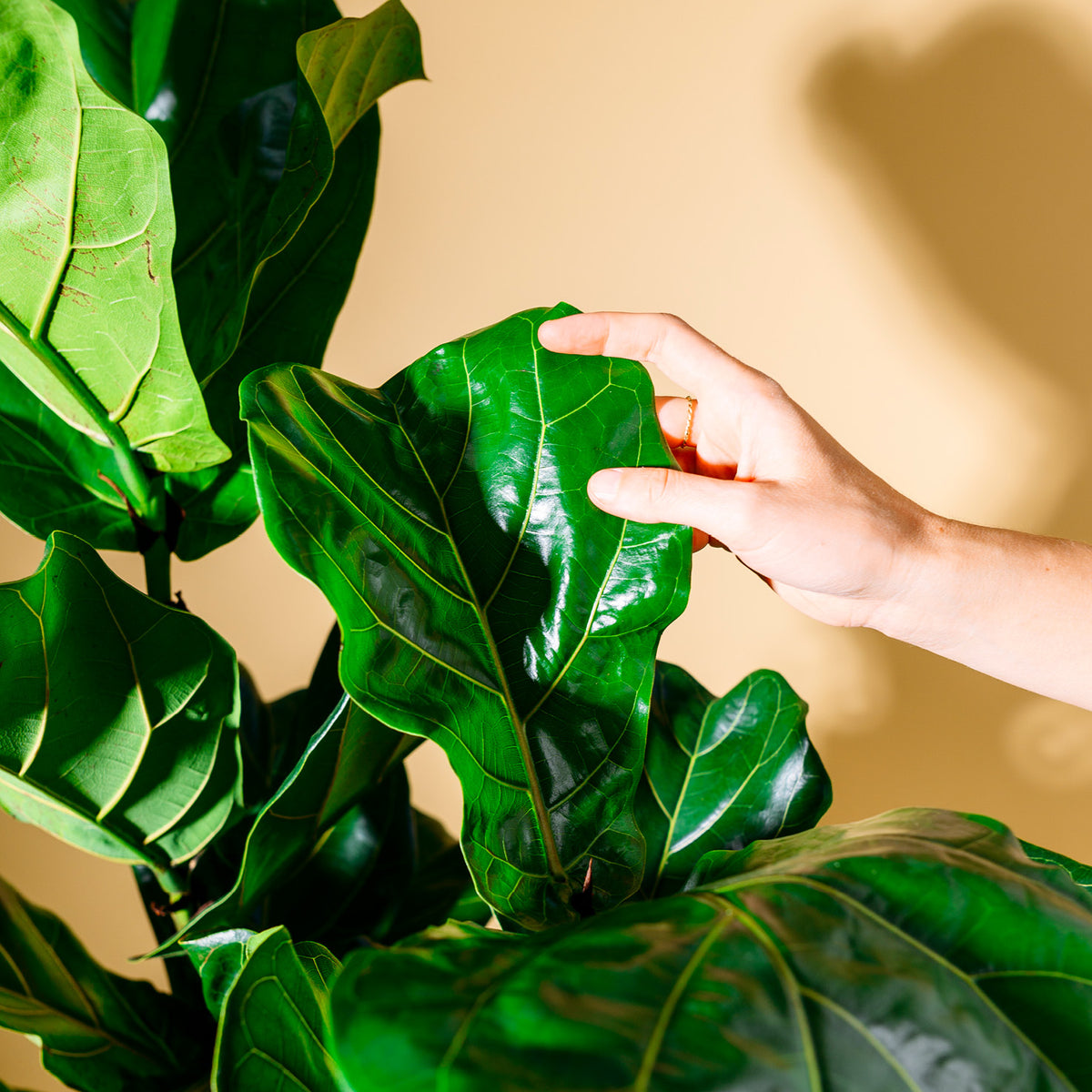 Blätter der Ficus lyrata XXL