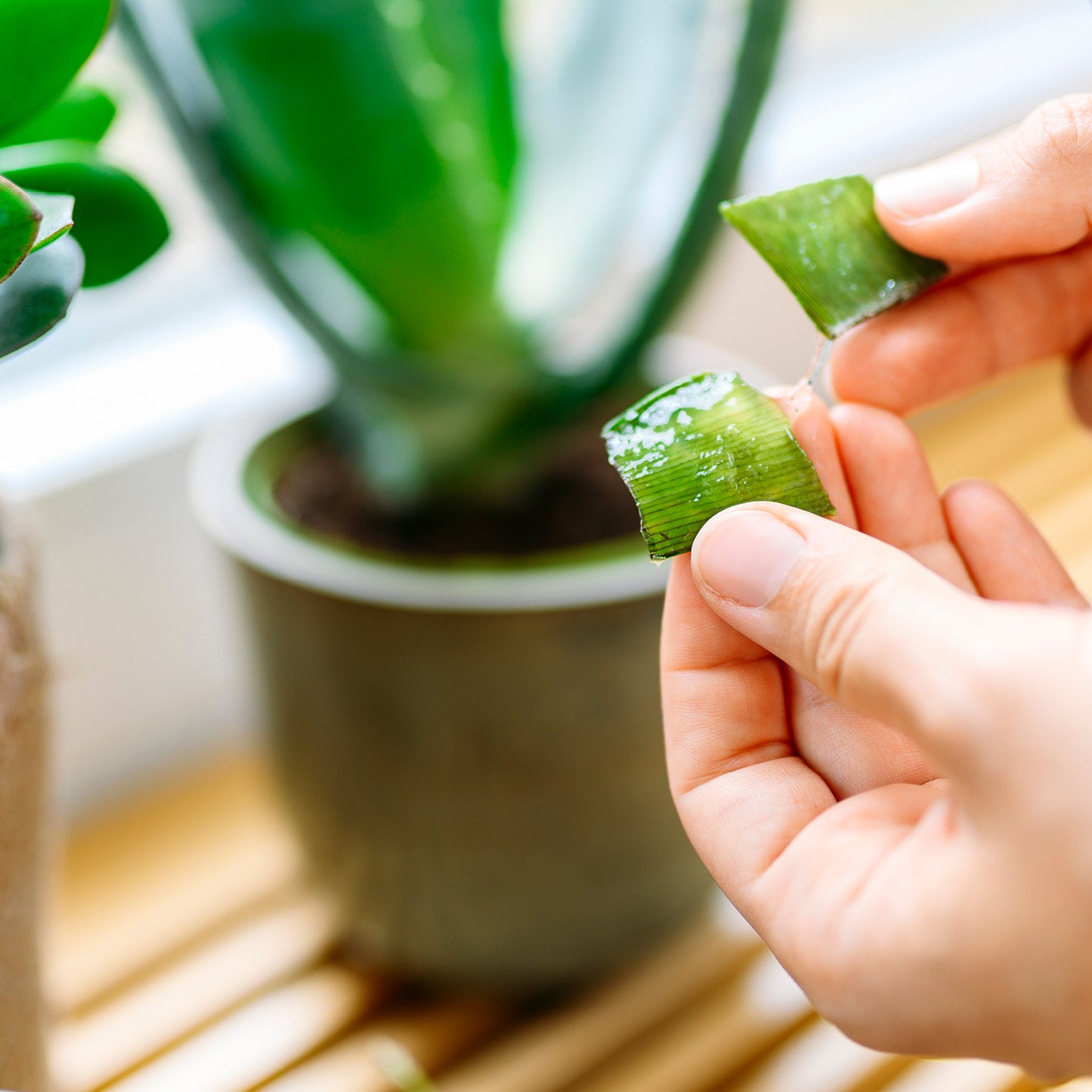 Blätter mit Gel der echten Aloe
