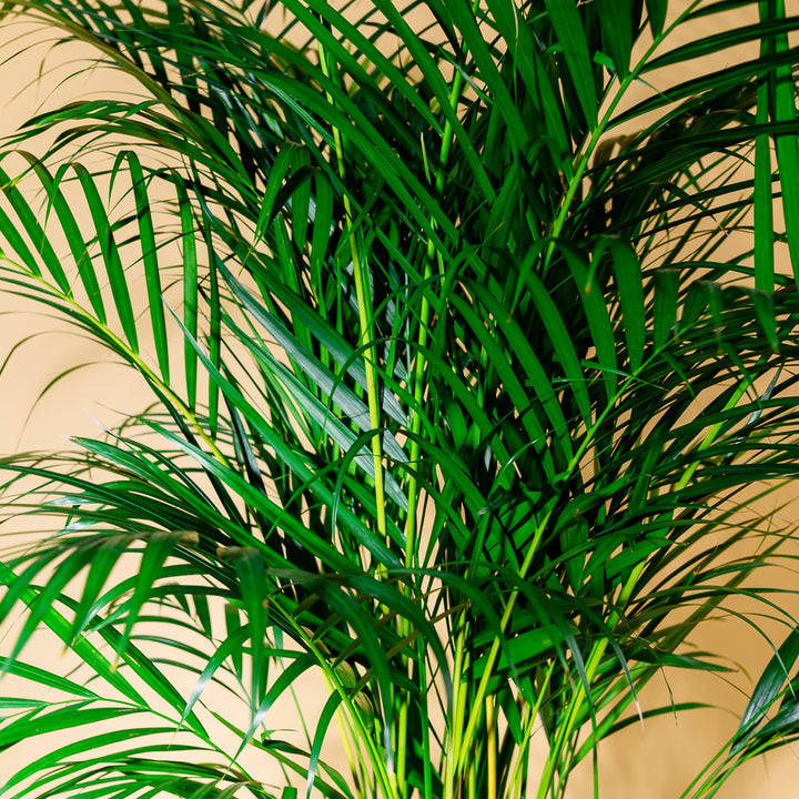 Test product 1_indoor