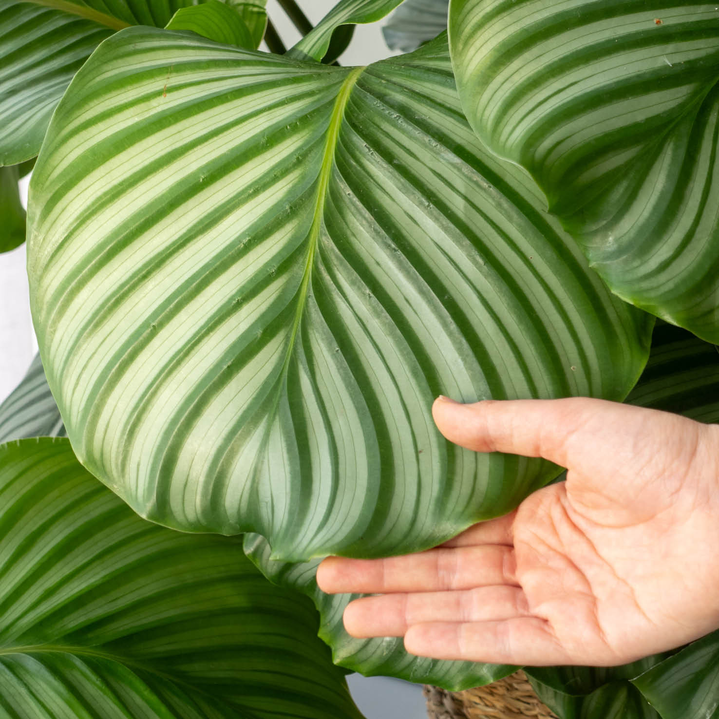 Blätter der Korbmarante orbifolia