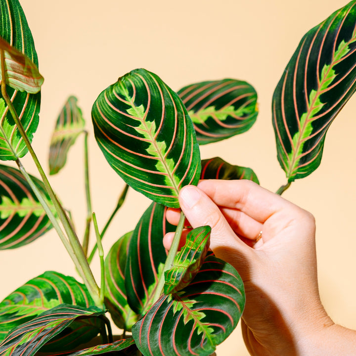 Blätter der Maranta leuconeura 'Fascinator Tricolor'