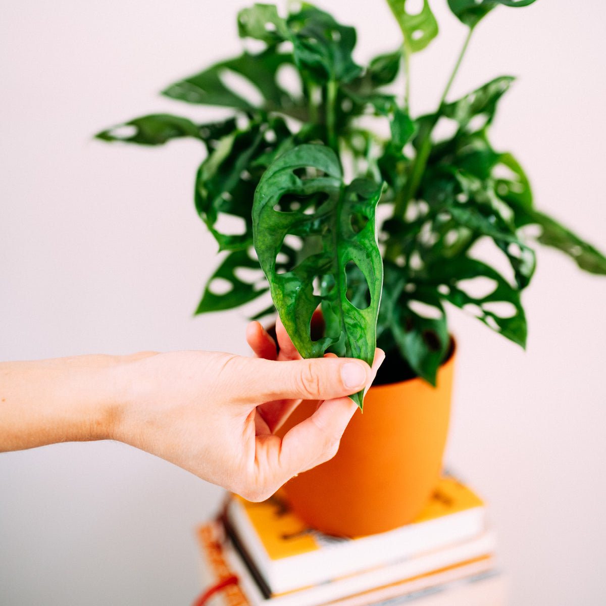 Blätter von Monstera adansonii