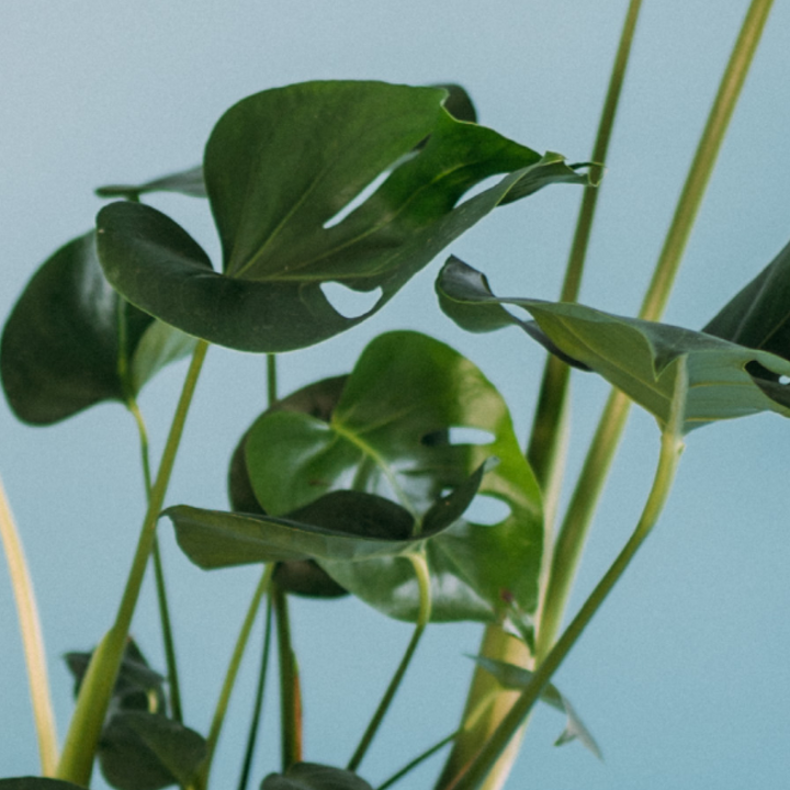 Blätter der Monstera-Arten