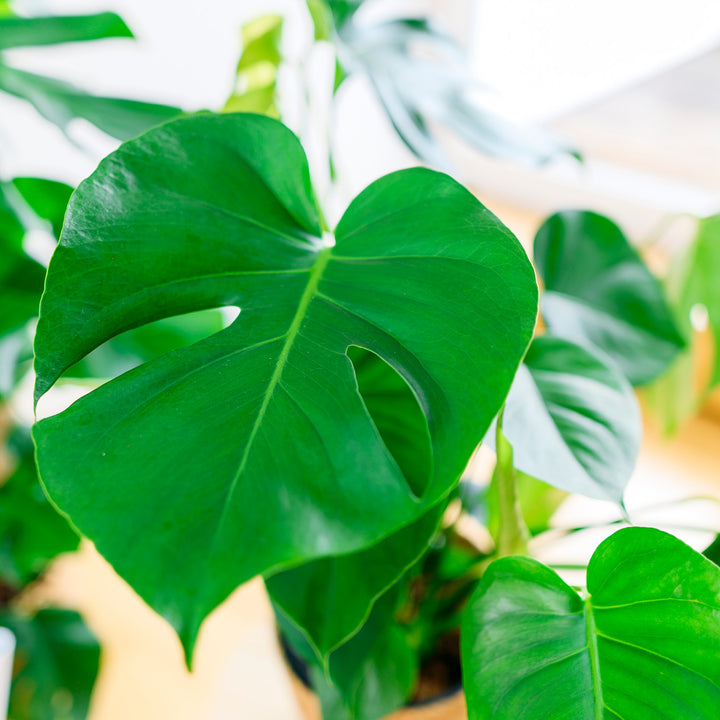 Blätter der Monstera deliciosa XXL