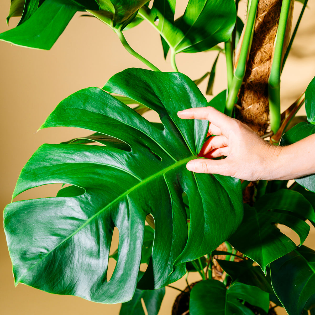 Blätter von Monstera deliciosa